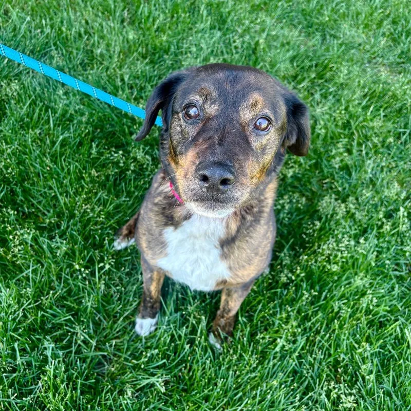 An adult medium-sized female Brindle Retriever dog named Wink for adoption in Great Falls, MT