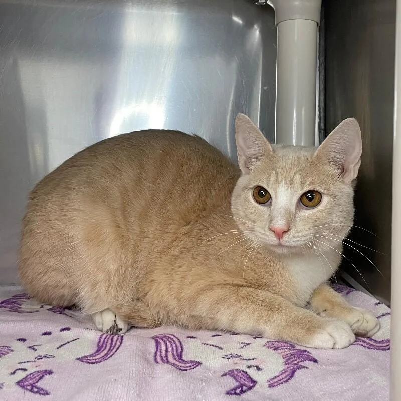 An adult medium-sized male Domestic Short Hair cat named Sunburst for adoption in Roanoke, VA