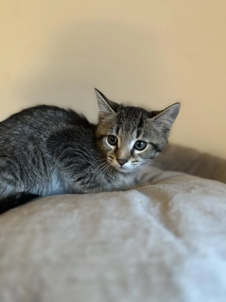 A baby small-sized male Brown / Chocolate Tabby cat named Bigfoot for adoption in Chicago, IL