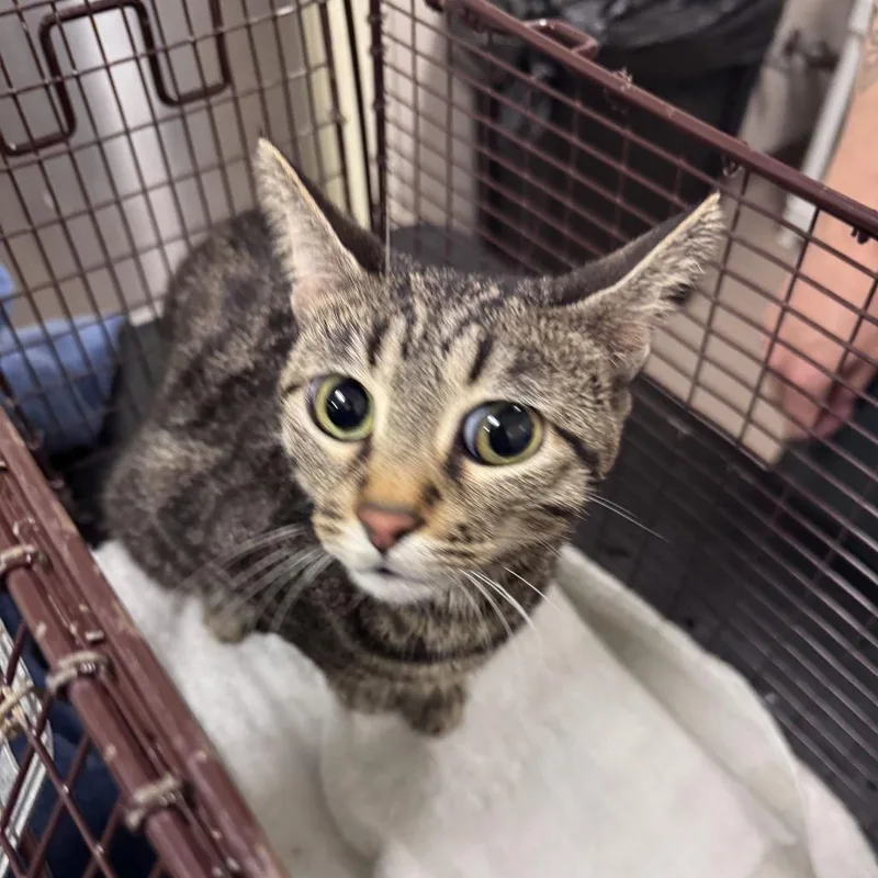 An adult medium-sized female Brown / Chocolate Domestic Short Hair cat named Frozen for adoption in Chicago, IL