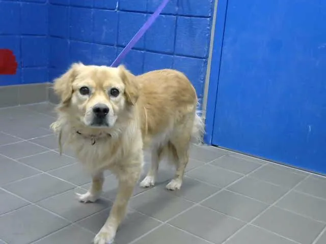 An adult medium-sized male Golden Retriever dog named Buddy for adoption in Albuquerque, NM