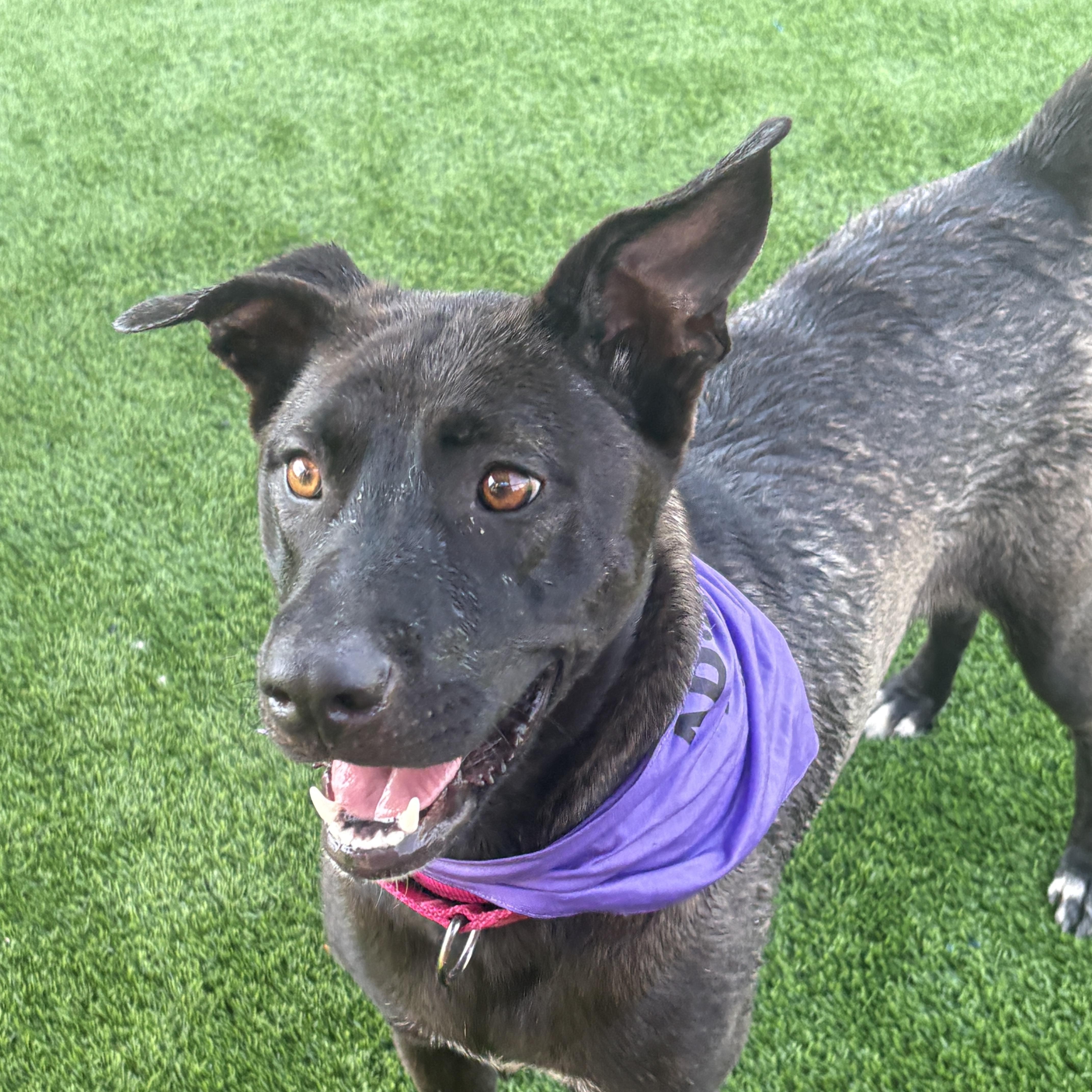 A young medium-sized female Bicolor Australian Kelpie dog named Sashii for adoption in Houston, TX