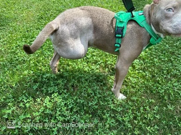 A baby medium-sized male Terrier dog named Ash for adoption in Aurora, IL