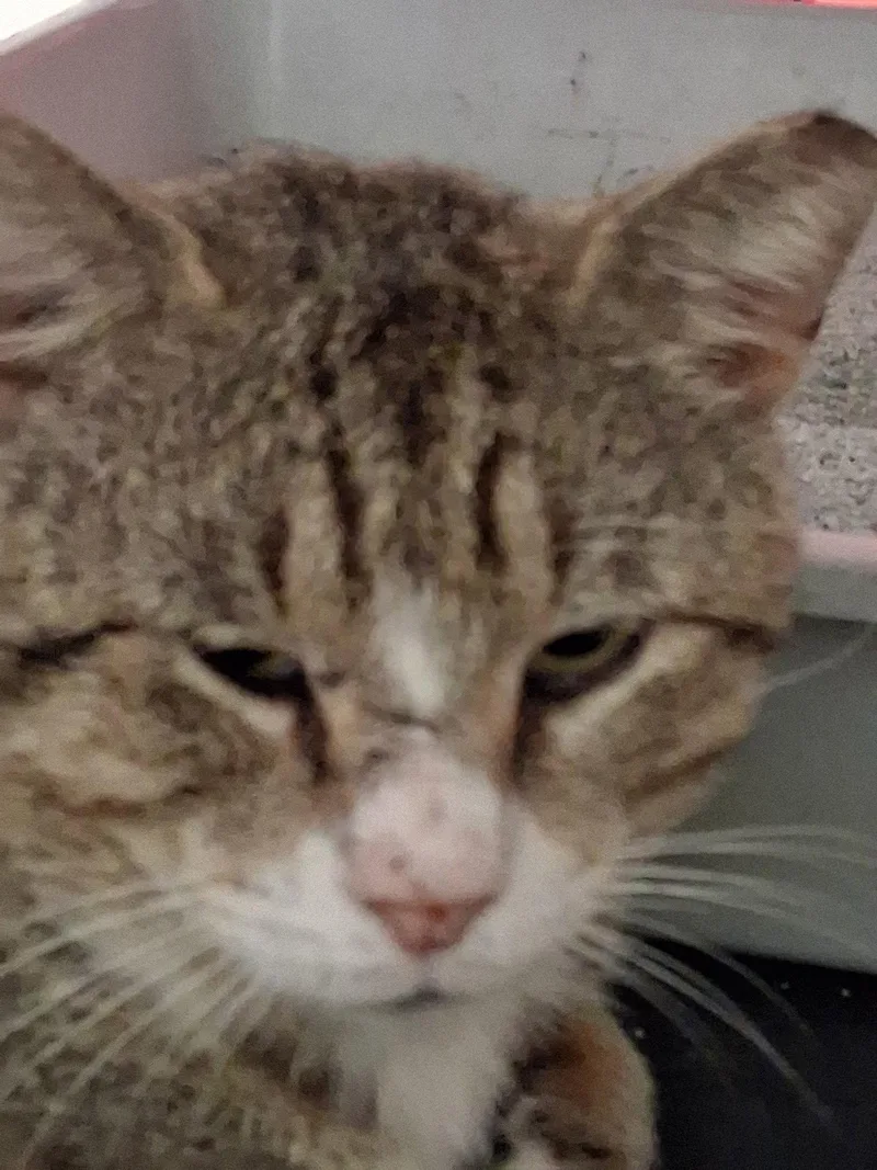 An adult medium-sized male Domestic Short Hair cat named Timber for adoption in Oviedo, FL