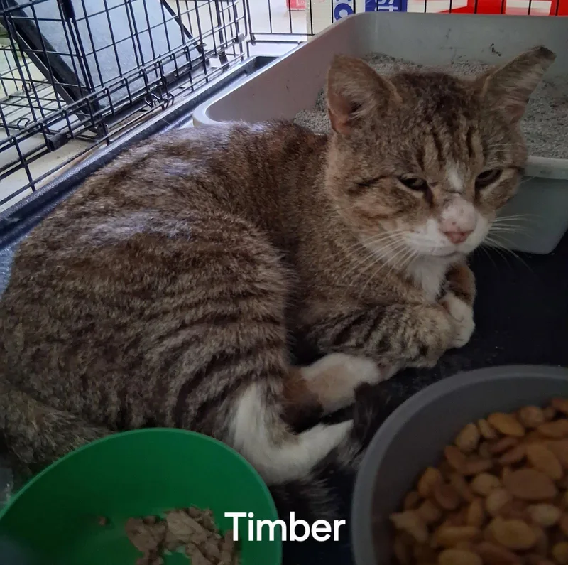 Timber thumbnail 2