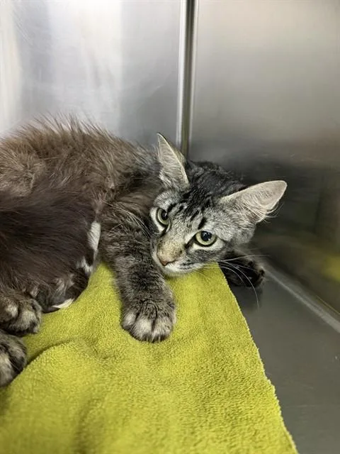 A young medium-sized female Domestic Long Hair cat named Ella for adoption in Salinas, CA