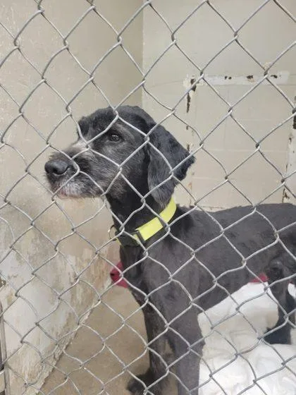 An adult large-sized male Standard Poodle dog named Doodle for adoption in Hobart, IN