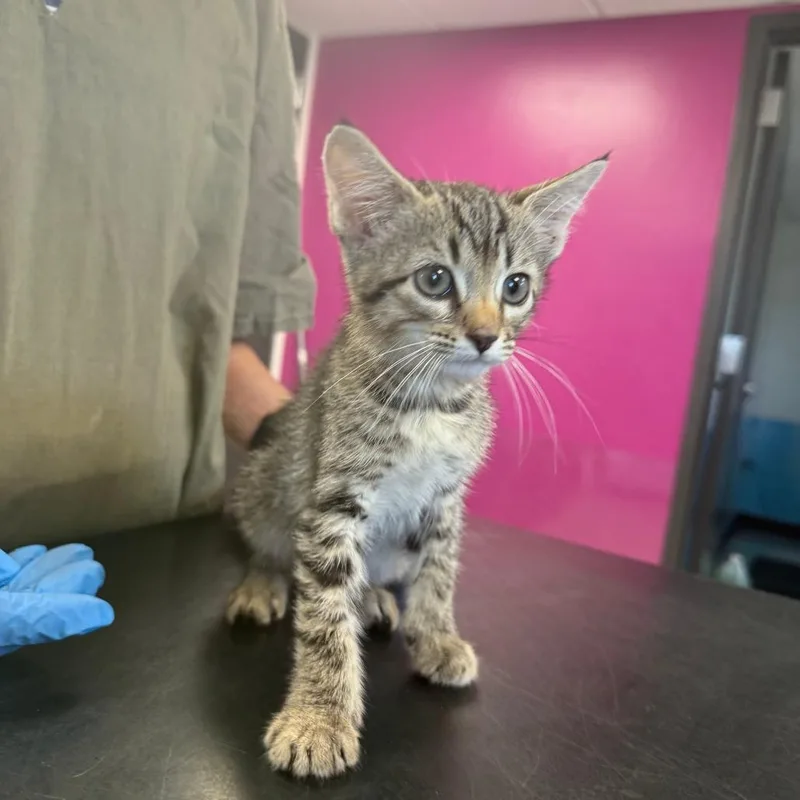 A baby small-sized male Domestic Short Hair cat named Timberlake for adoption in Ponca City, OK