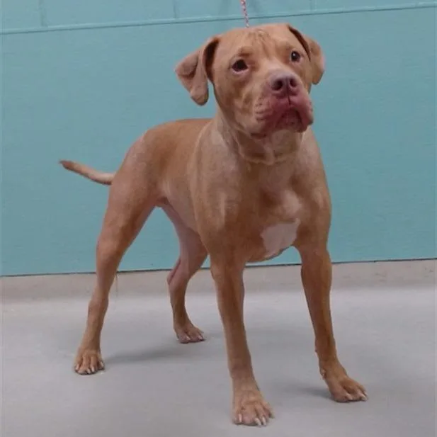 An adult large-sized male Yellow / Tan / Blond / Fawn Pit Bull Terrier dog named Taz for adoption in Stagecoach, NV