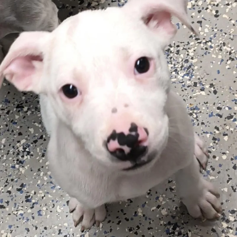 A baby small-sized male White / Cream Terrier dog named Rambo for adoption in Ferndale, MI