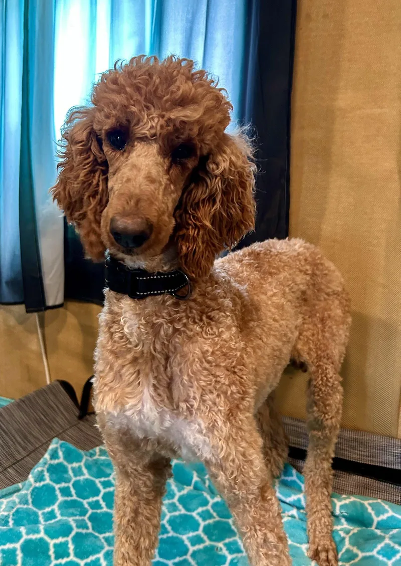 A young large-sized female Standard Poodle dog named Layla Feb for adoption in Pacolet, SC