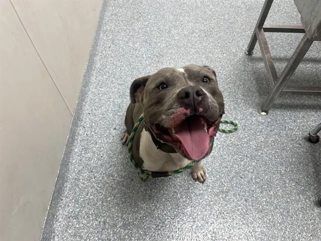 An adult large-sized male Pit Bull Terrier dog named Dax for adoption in Garland, TX