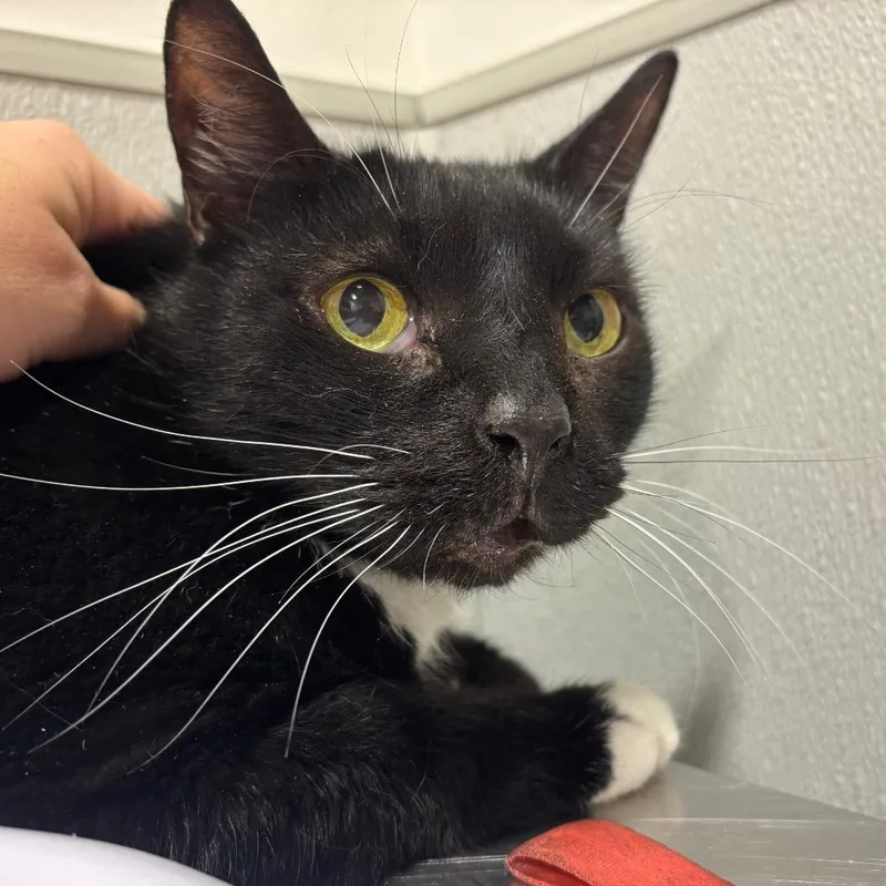 An adult large-sized male Domestic Short Hair cat named Baby Boy for adoption in Tampa, FL