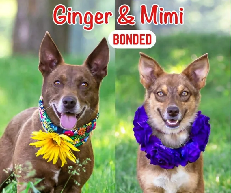 A young medium-sized female Corgi dog named Mimi for adoption in Coatesville, PA
