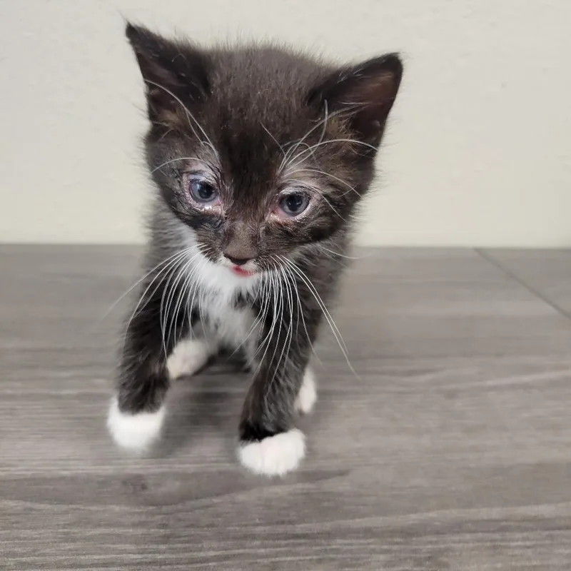 A baby small-sized male Black Domestic Short Hair cat named Marker for adoption in Incline Village, NV
