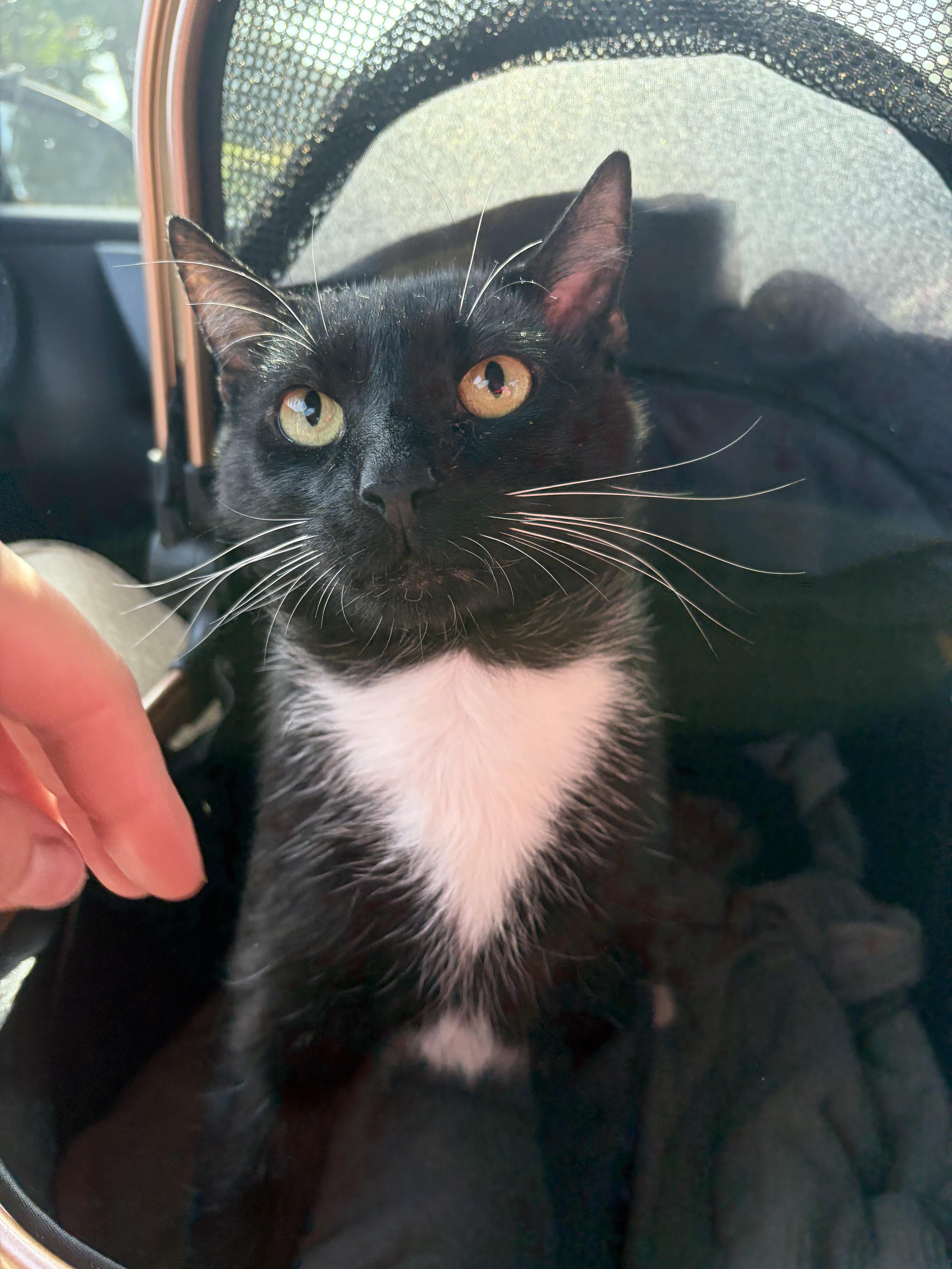 An adult medium-sized male Black & White / Tuxedo Domestic Short Hair cat named Fisher for adoption in Wilmington, NC