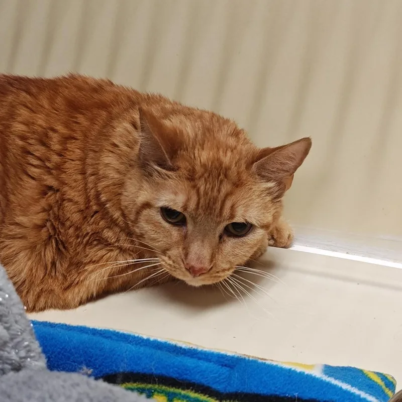 A senior small-sized male Orange / Red Domestic Short Hair cat named Iepastray for adoption in Upland, CA