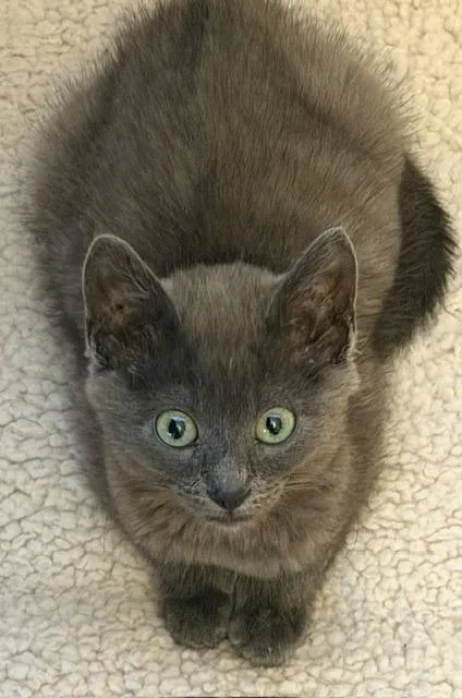 A baby medium-sized male Gray / Blue / Silver Russian Blue cat named Kelso Bonded with for adoption in Hillsboro, OR
