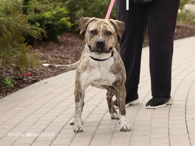 A young medium-sized female Boxer dog named Sweet Tea for adoption in Omaha, NE