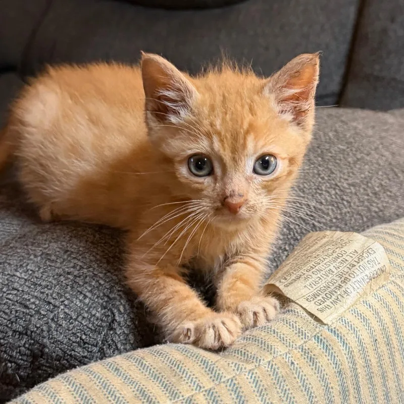 A baby small-sized male Orange / Red Domestic Medium Hair cat named Tigger Willingham for adoption in Woodstock, VA