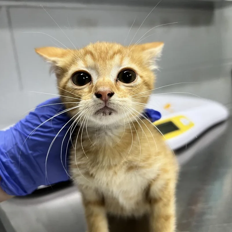 A baby small-sized male Orange / Red Domestic Short Hair cat named Franklin for adoption in Summerville, SC