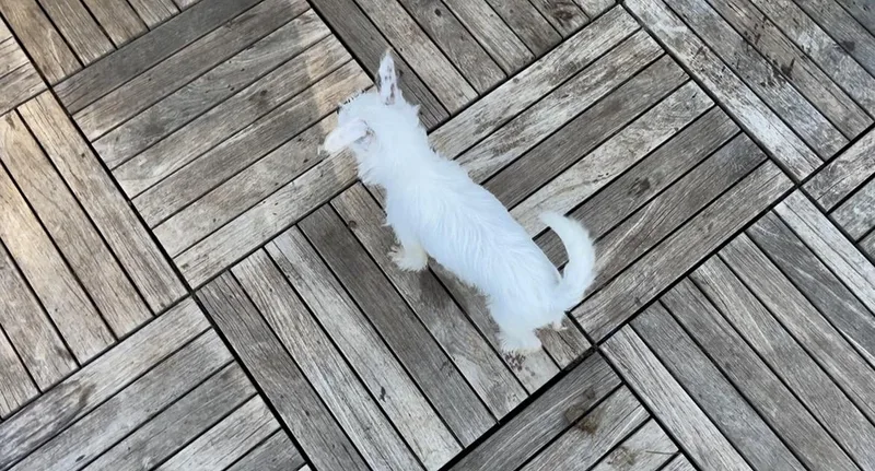 Falcor