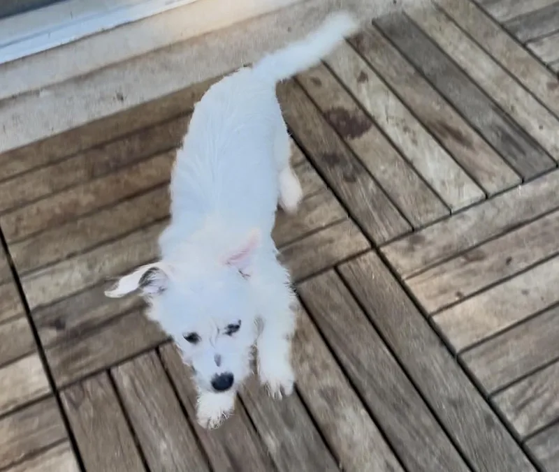 Falcor thumbnail 2