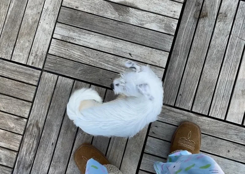 Falcor thumbnail 3