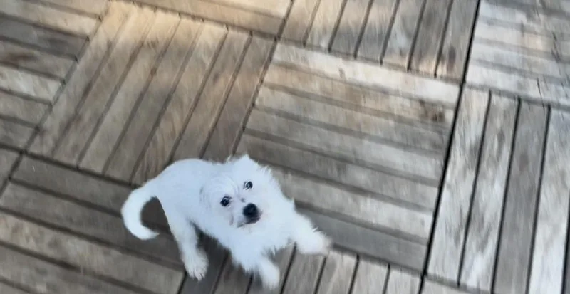 Falcor thumbnail 4
