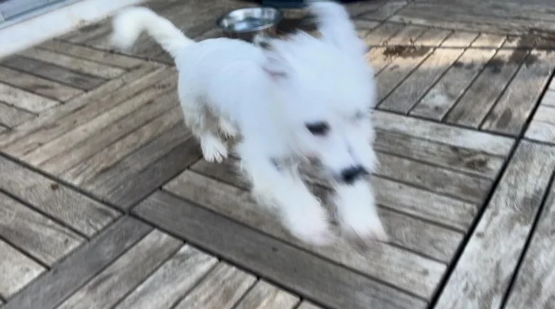 Falcor thumbnail 5