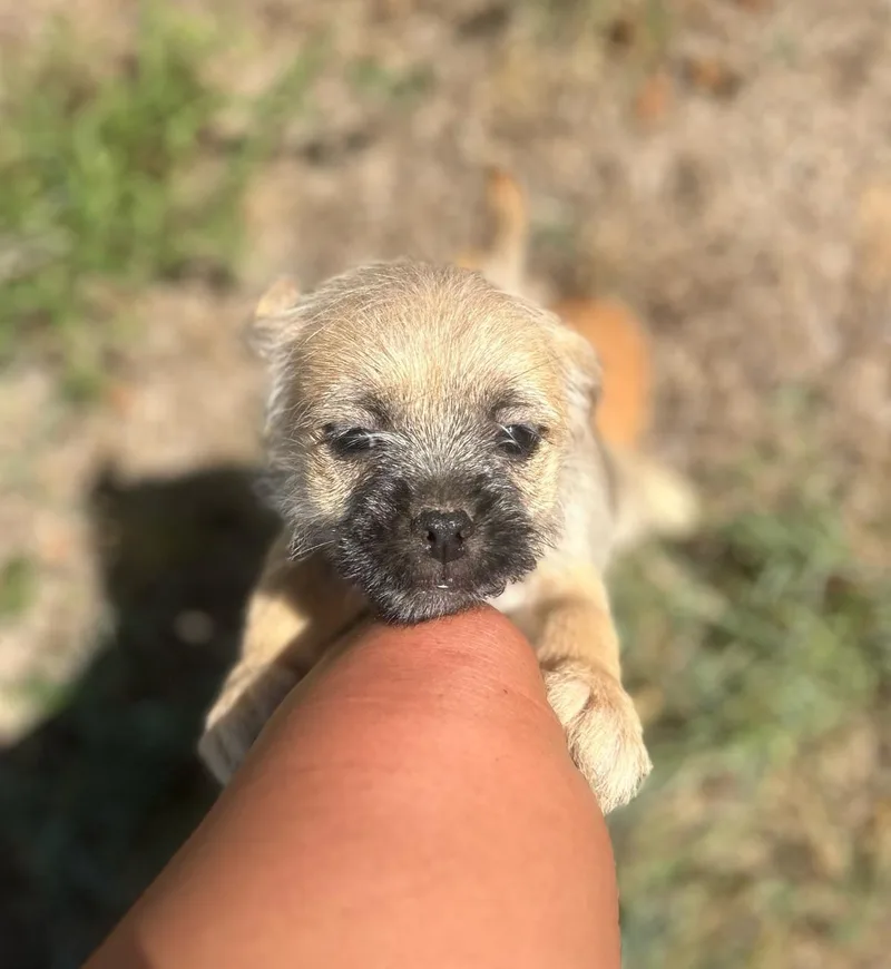 YorkiepooPug puppies