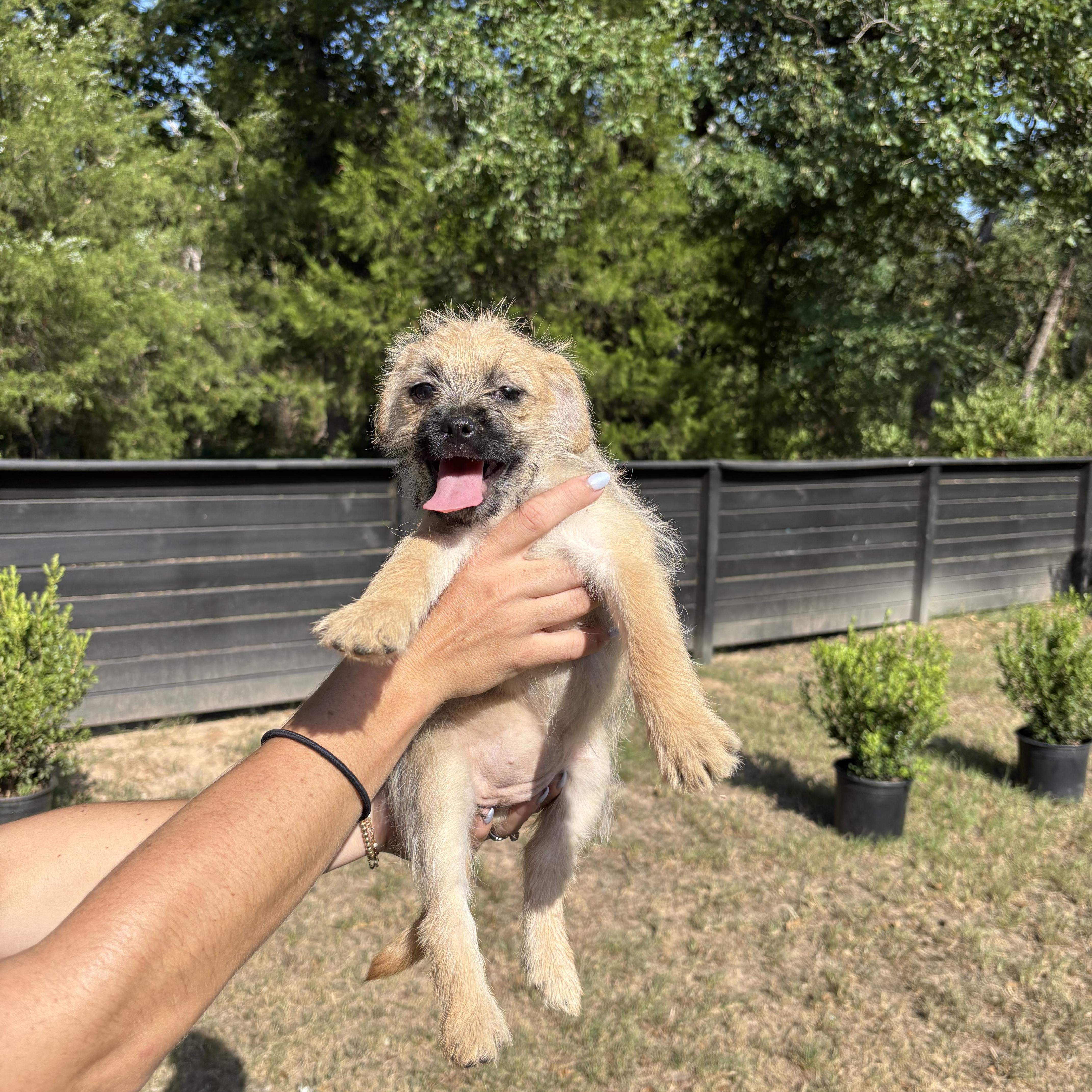 YorkiepooPug puppies thumbnail 2