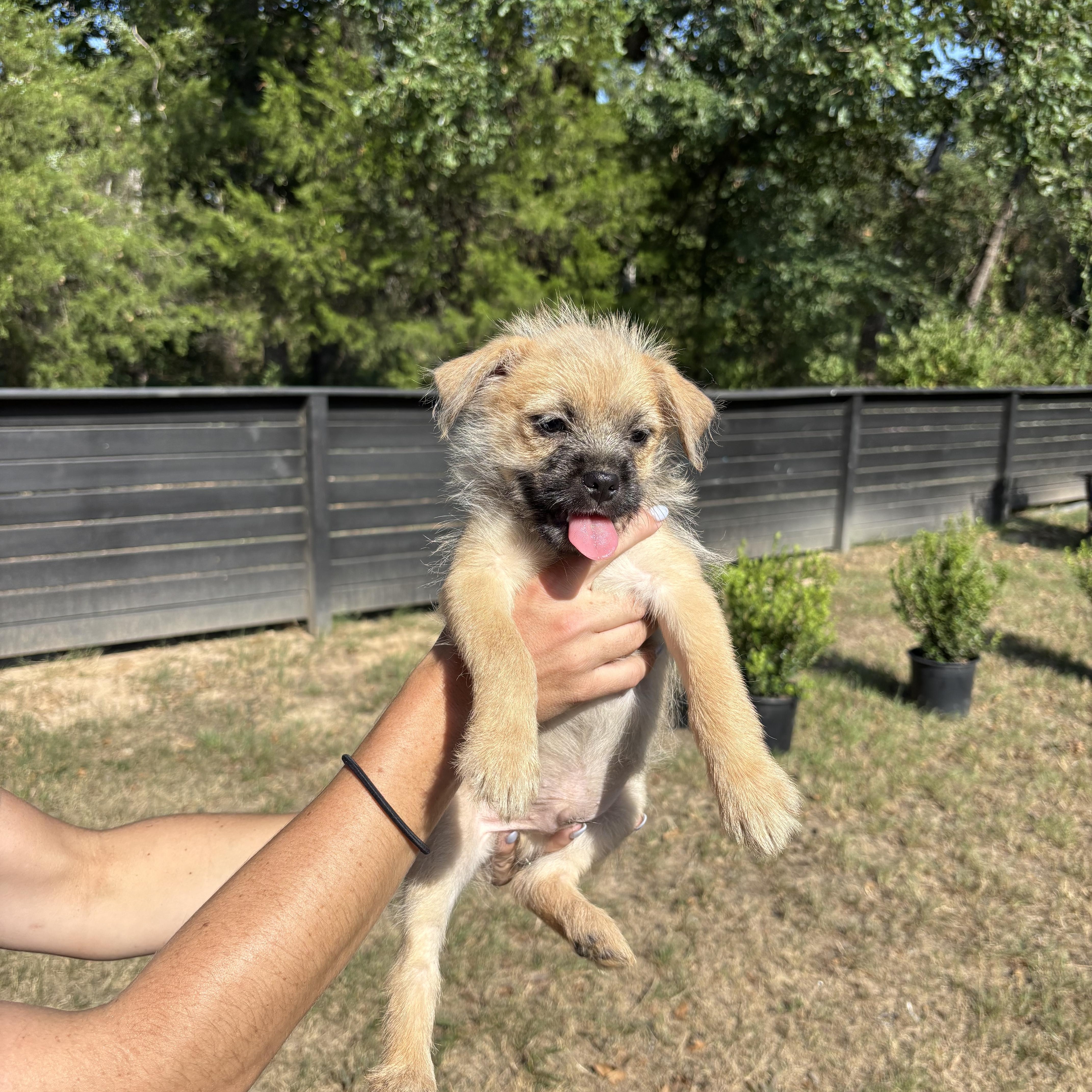 YorkiepooPug puppies thumbnail 3