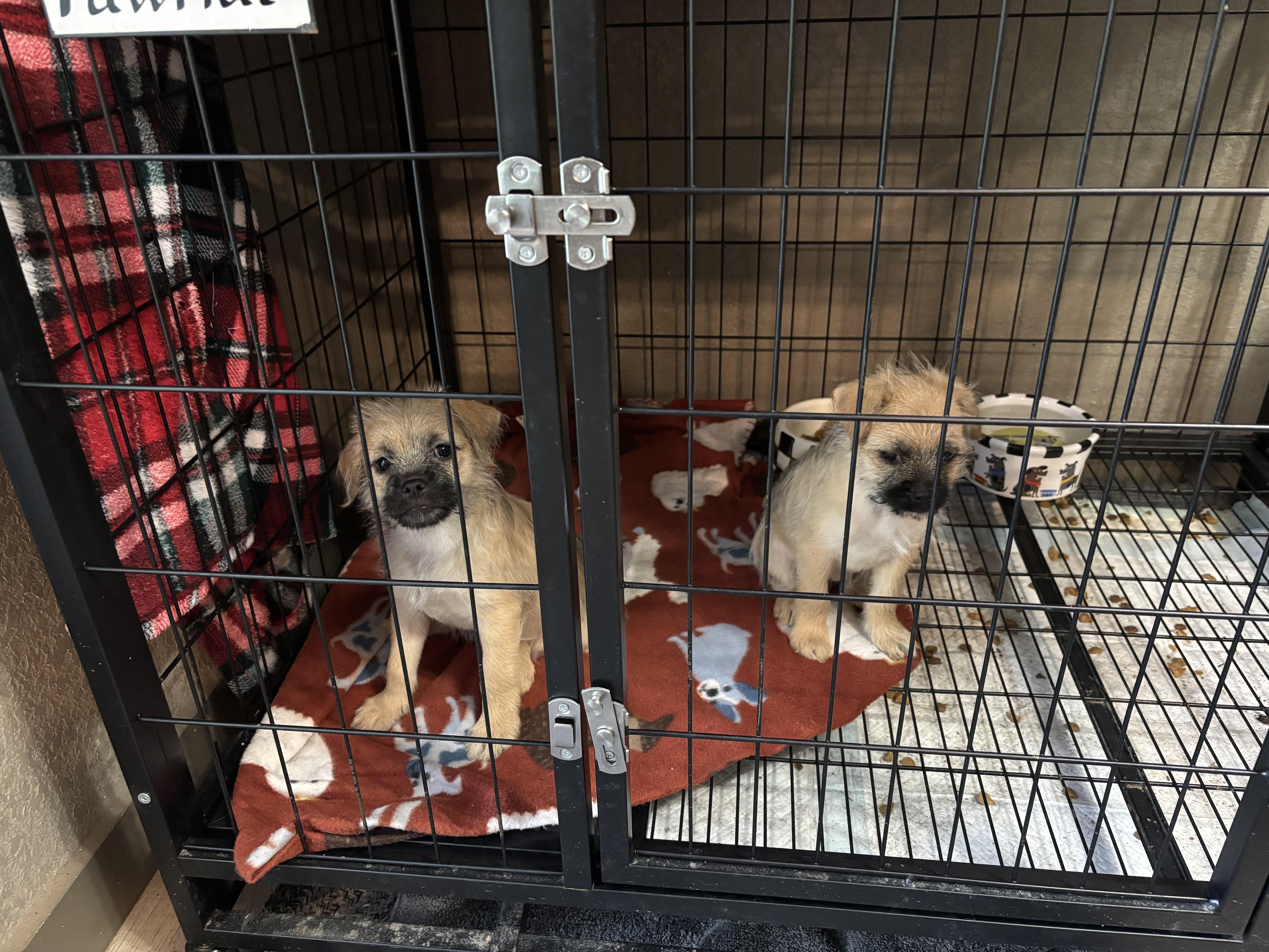 YorkiepooPug puppies thumbnail 4