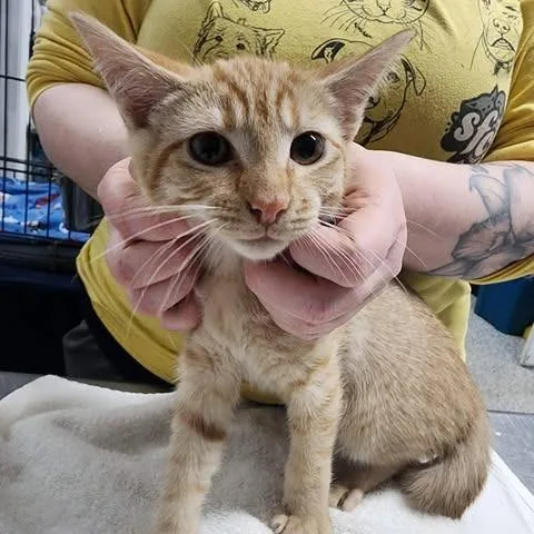 Slippery Pete thumbnail 2