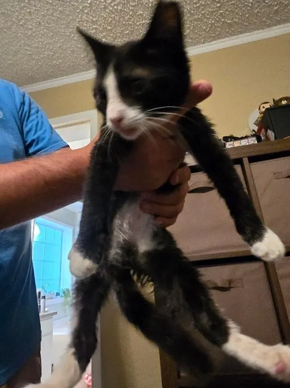 A young small-sized female Black & White / Tuxedo Domestic Short Hair cat named Booberry for adoption in Burgaw, NC