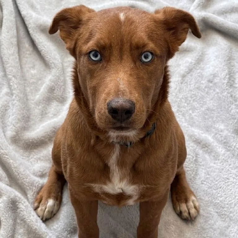 A baby medium-sized female Brown / Chocolate Husky dog named Clarabelle for adoption in South Elgin, IL