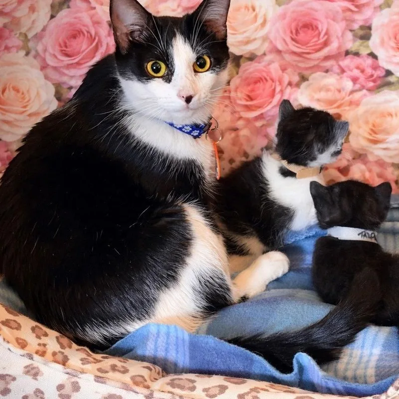 An adult medium-sized female Black Domestic Short Hair cat named Lilly Pad for adoption in Normal, IL