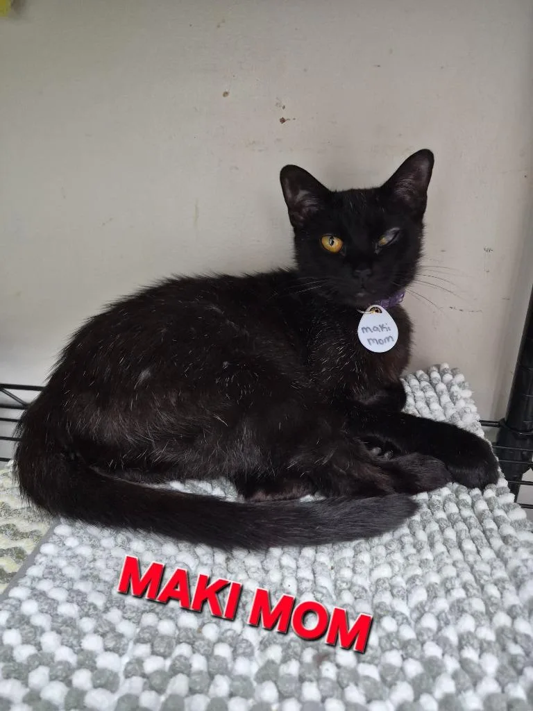 A young medium-sized female Domestic Short Hair cat named Maki Mom for adoption in Rome, GA