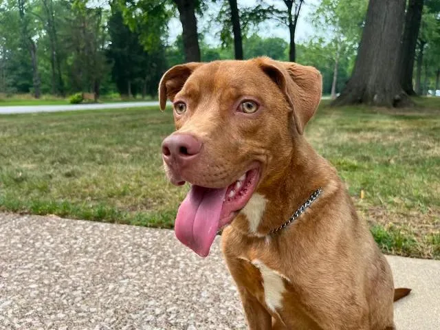 A baby medium-sized male Red / Chestnut / Orange Mixed Breed dog named Xavier for adoption in Parma, OH