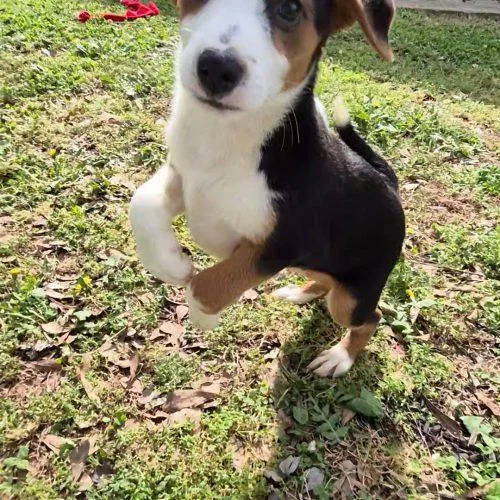 A young small-sized male Bicolor Australian Cattle Dog / Blue Heeler dog named Cedar for adoption in Leesburg, AL