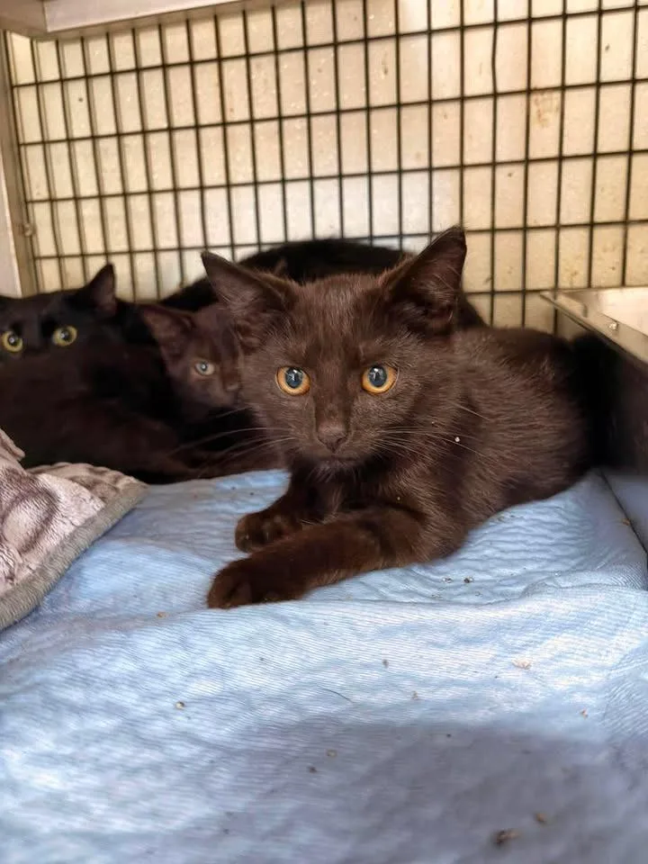 A baby medium-sized male Domestic Short Hair cat named Andromeda for adoption in Greensburg, IN