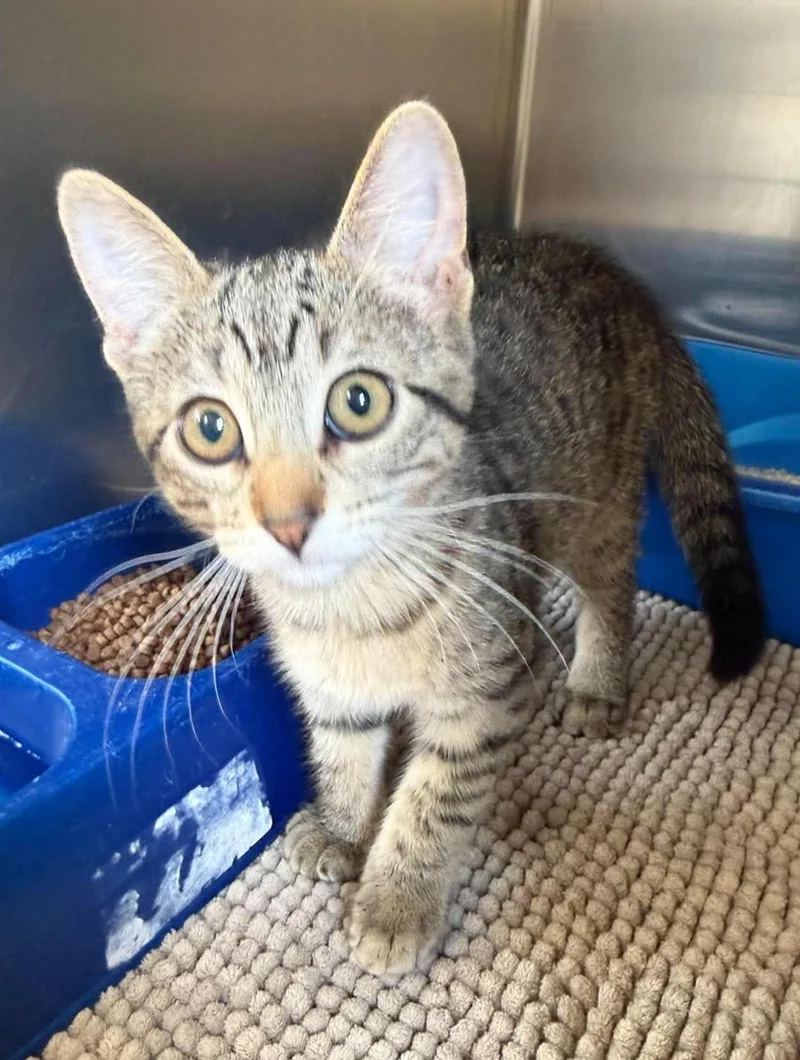A baby medium-sized female Tabby (Tiger Striped) Domestic Short Hair cat named Molly for adoption in Maryville, MO
