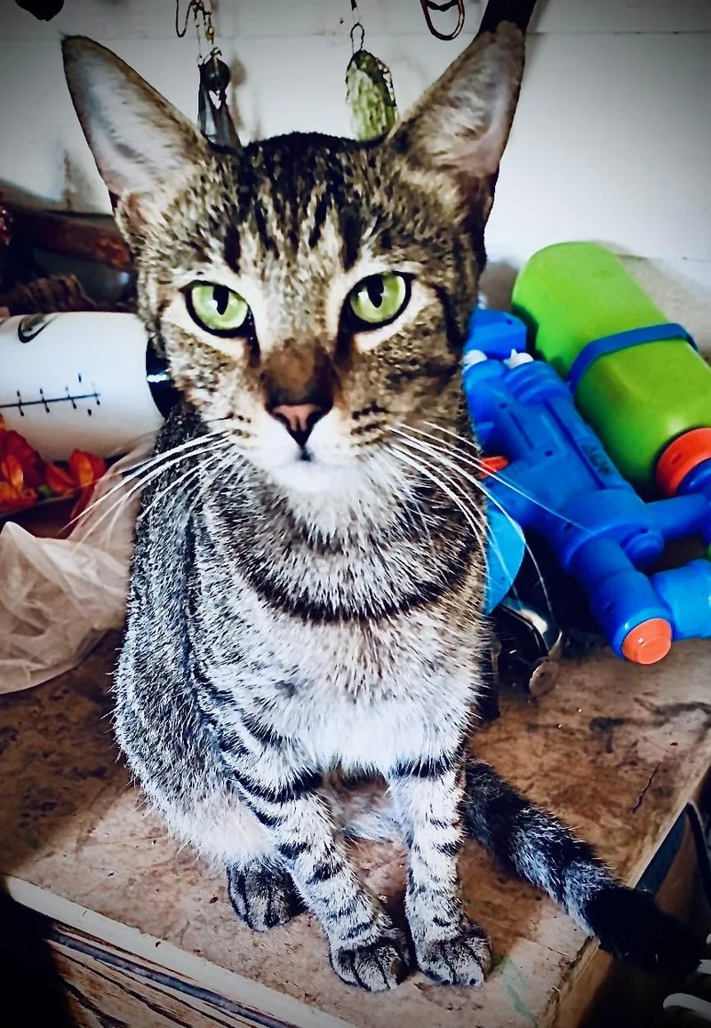 Scout