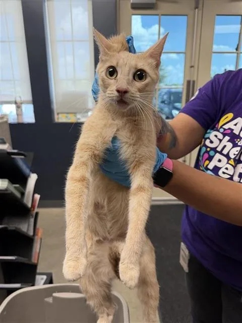 A young small-sized female Domestic Short Hair cat named Maggie for adoption in San Antonio, TX