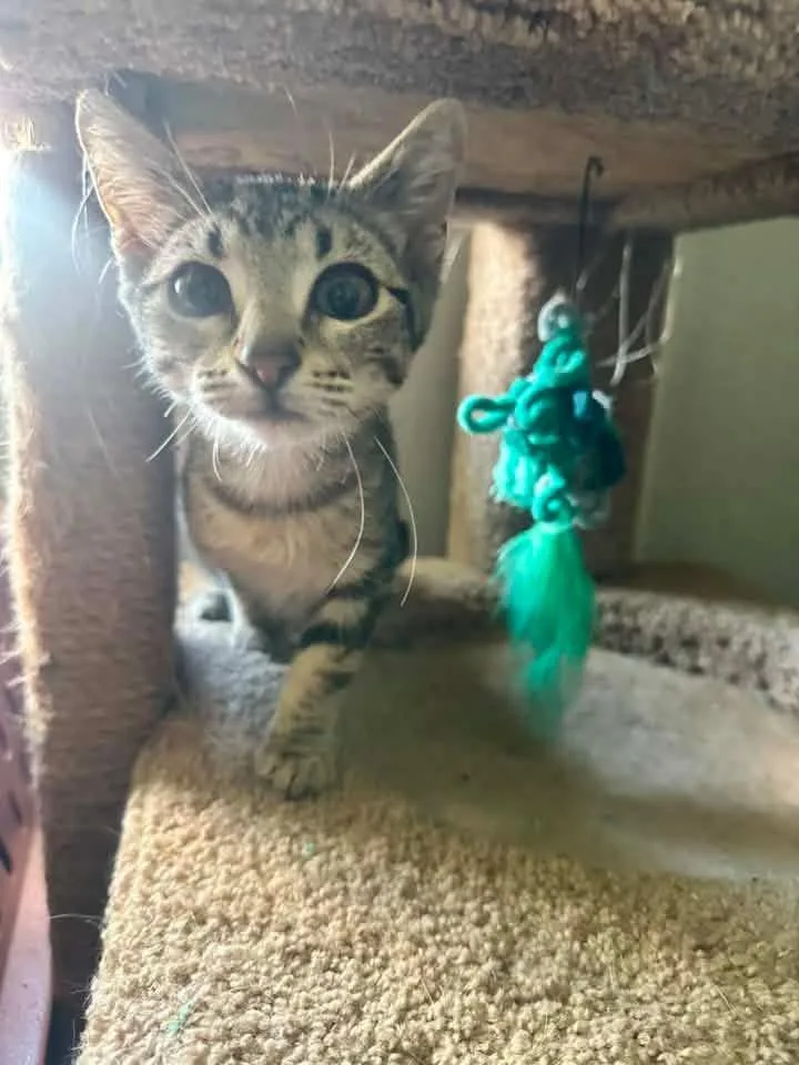 A baby medium-sized female Tabby (Buff / Tan / Fawn) Domestic Short Hair cat named Luna for adoption in Manhattan, KS