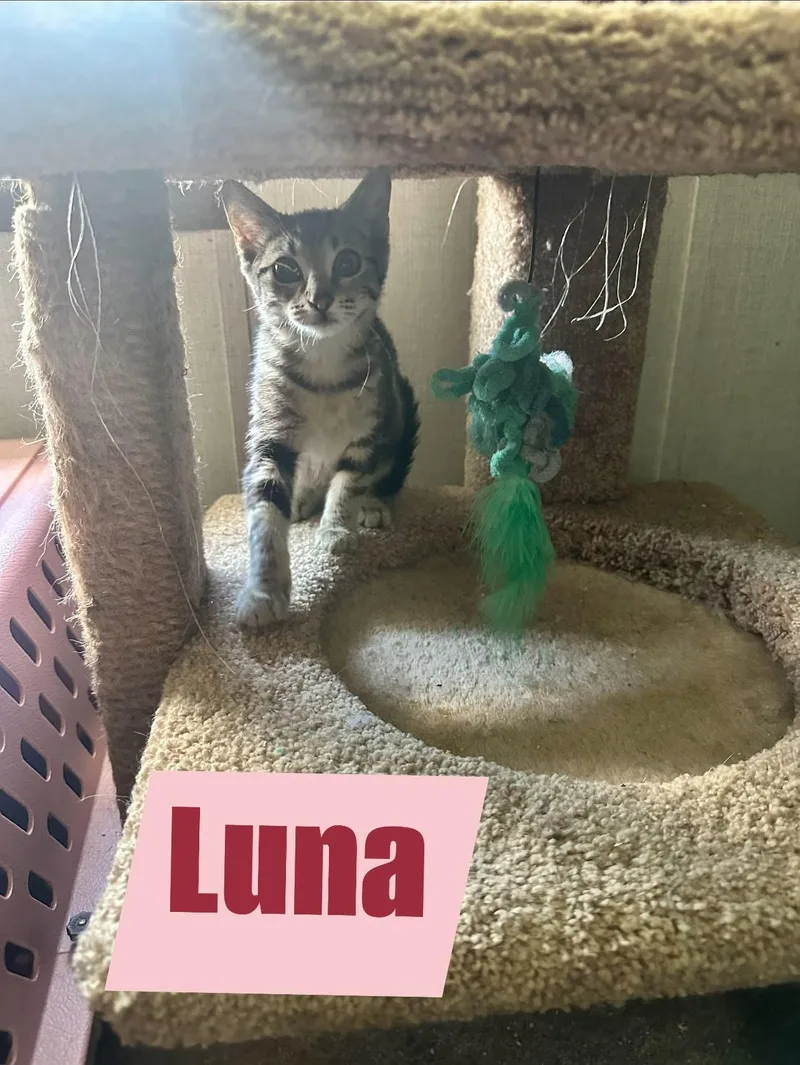 Luna thumbnail 3