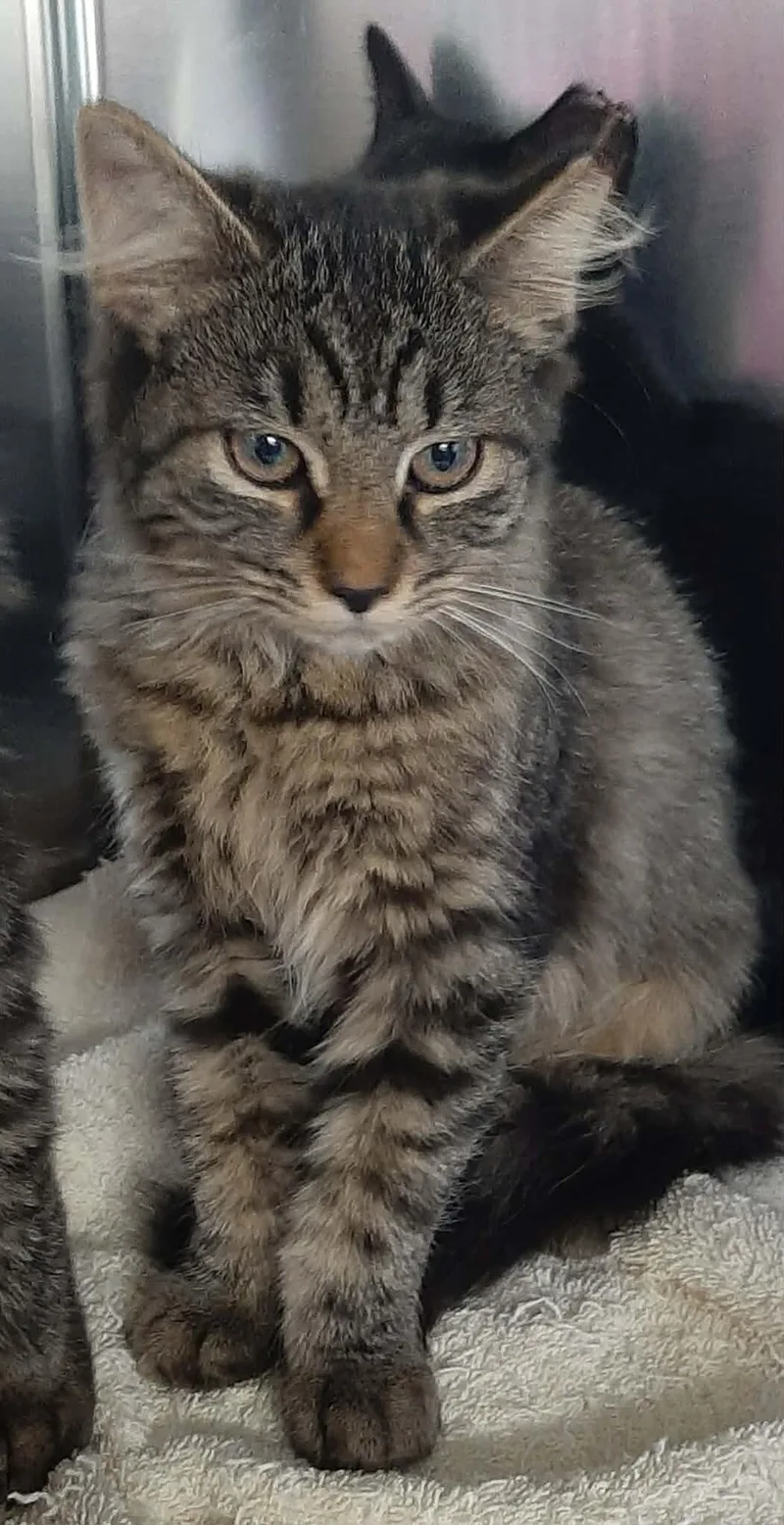 A young medium-sized female Tabby (Brown / Chocolate) Maine Coon cat named Lynx for adoption in Georgetown, OH