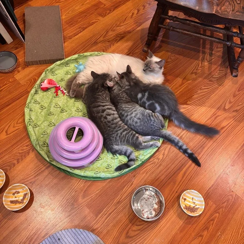 A young medium-sized female Blue Point Siamese cat named Gracie for adoption in North Hollywood, CA