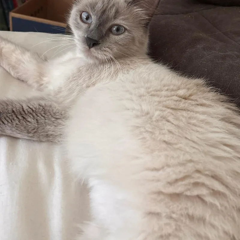 Gracie thumbnail 2